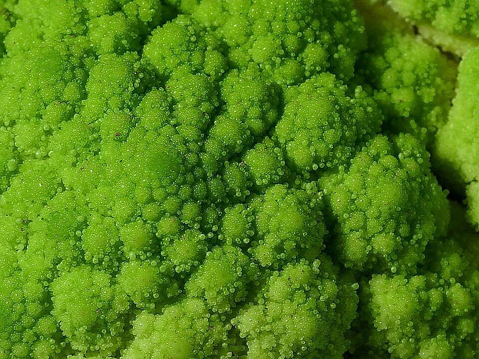 Broccoli