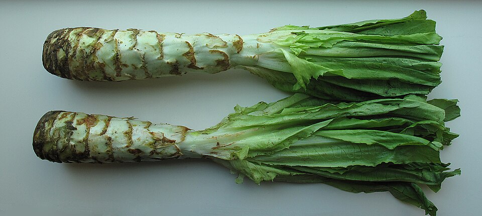 Chinese lettuce or A-choy
