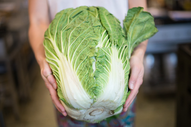 Napa cabbage